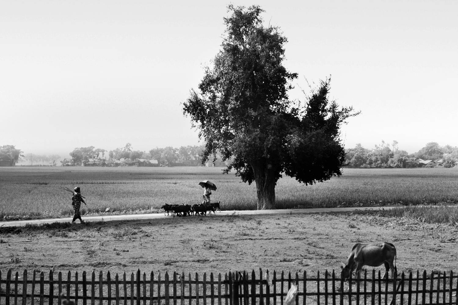 Rural farmland, Bangladesh