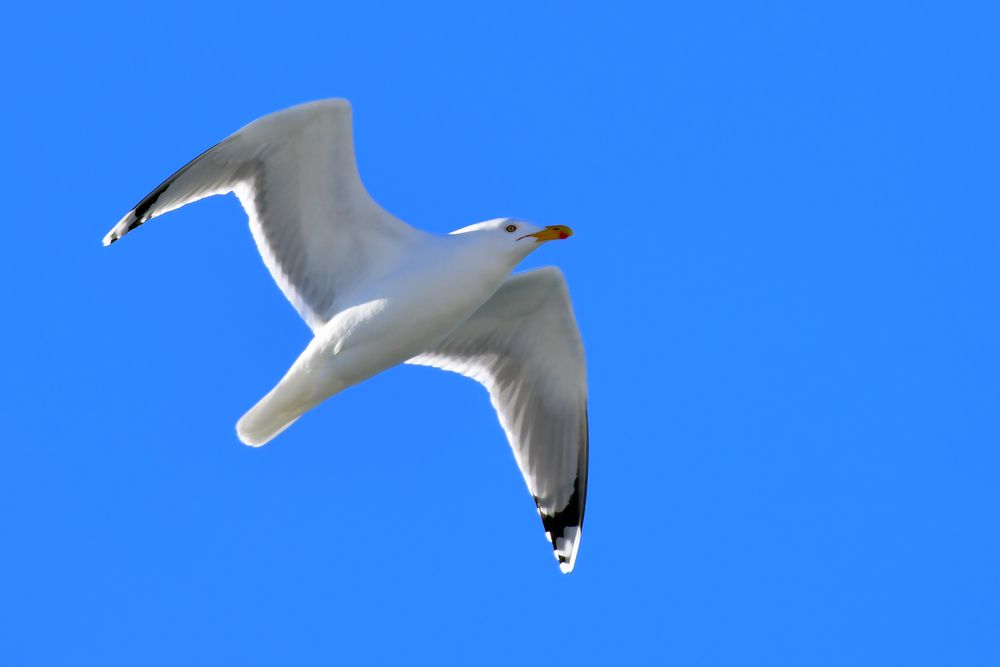 Photograph by Николай Абакумов