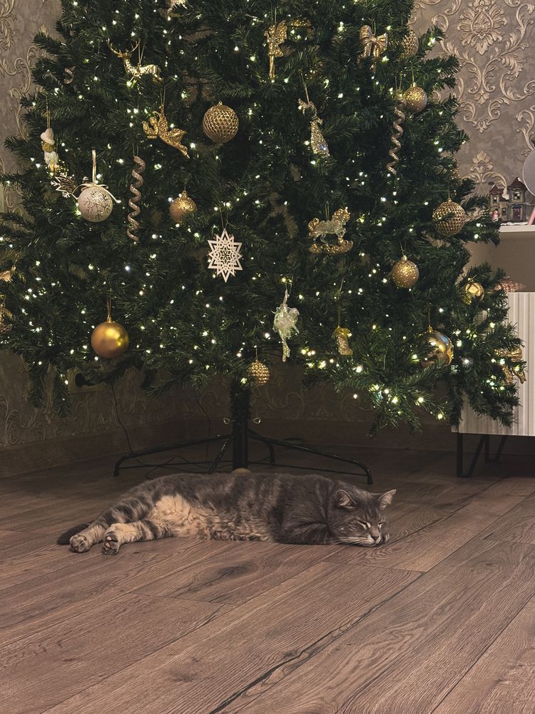 Фотография автора Елена Михалева