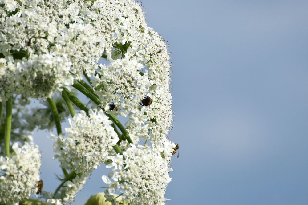 Сбор нектара