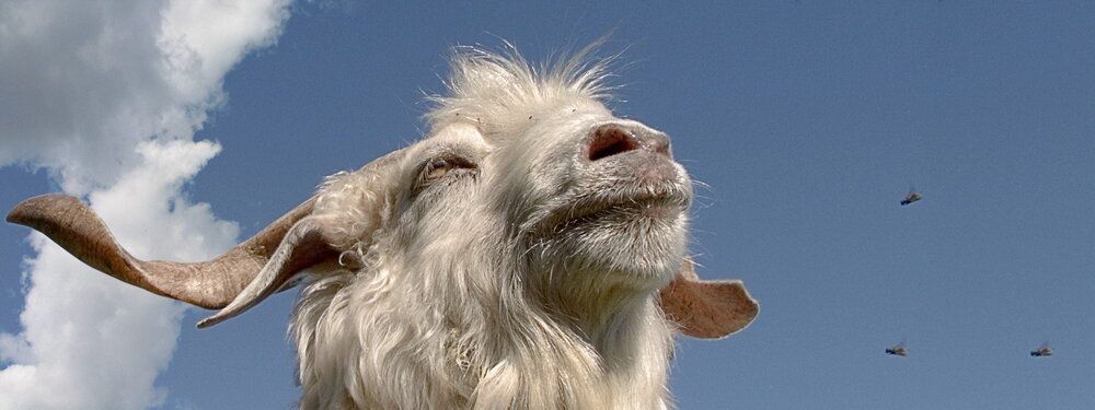 Маленькие назойливые существа))