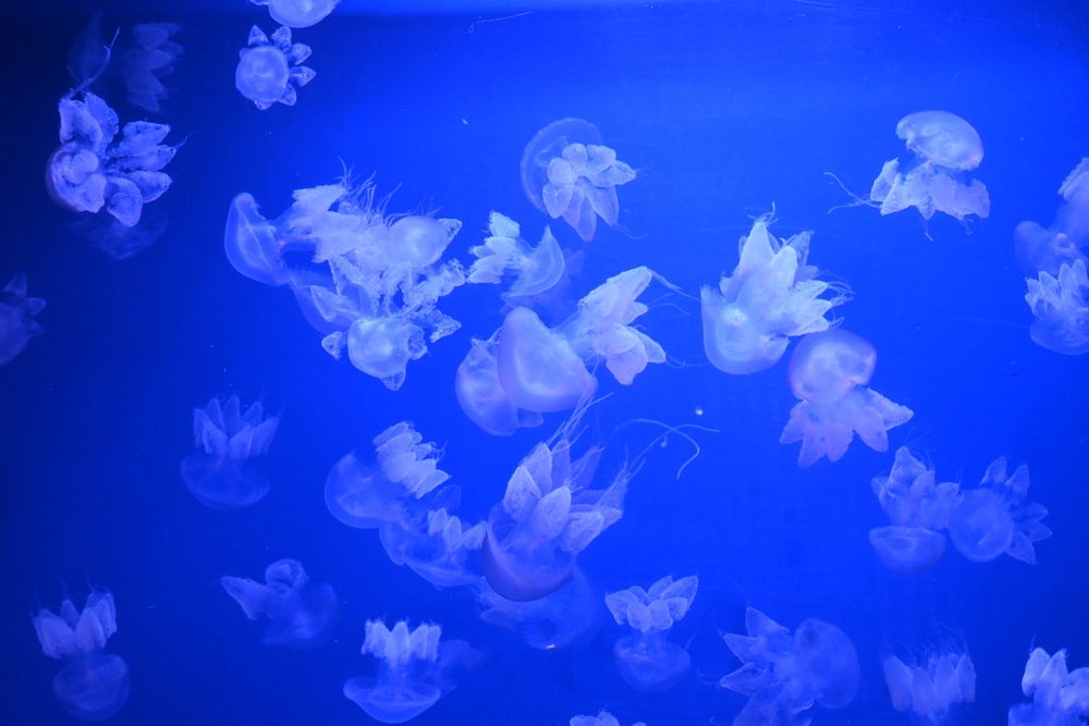 Photograph by Нели Младенова