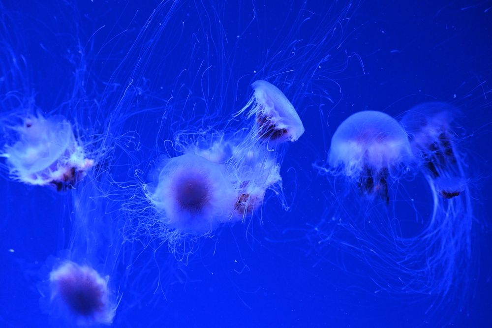 Photograph by Нели Младенова