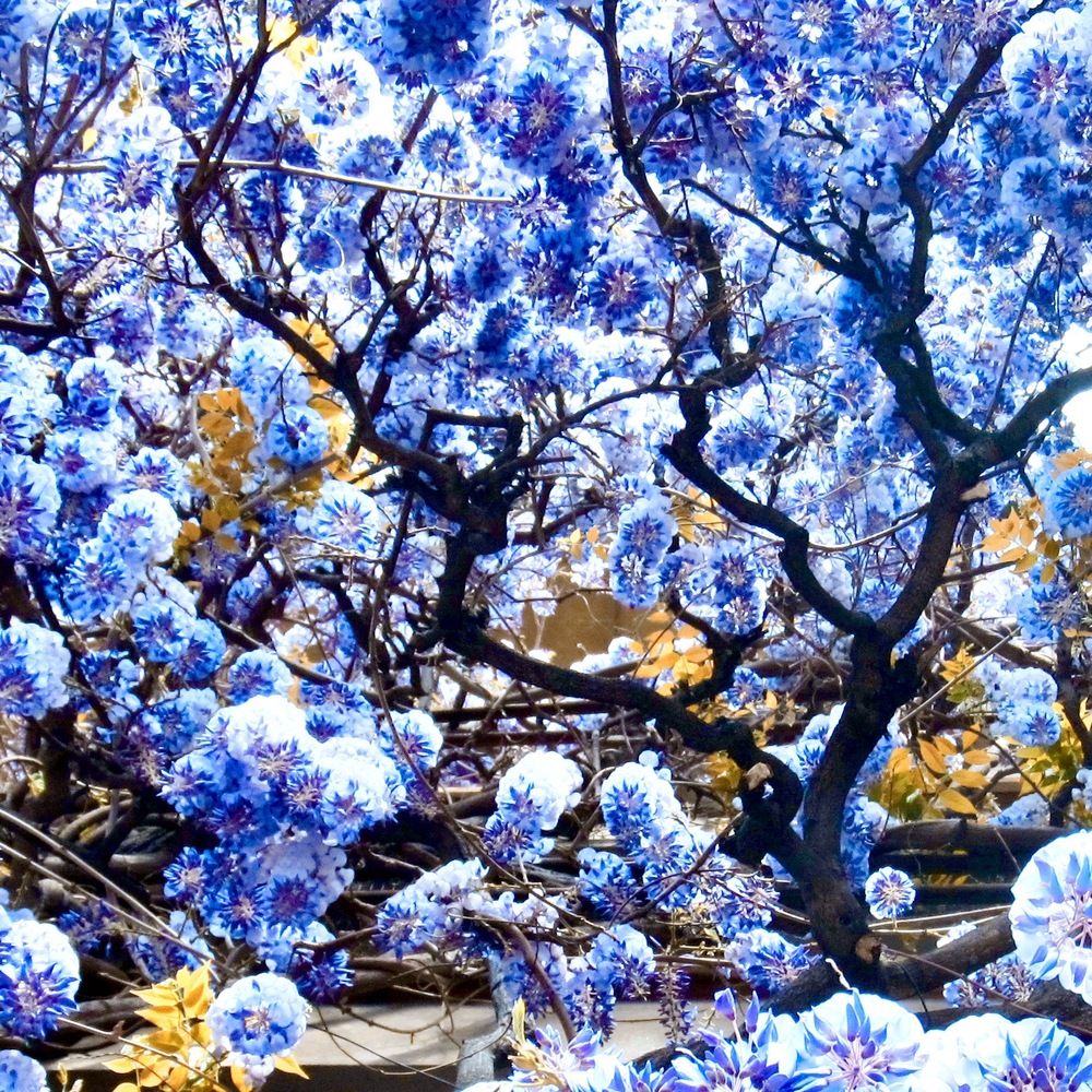 Photograph by Dario Meroni