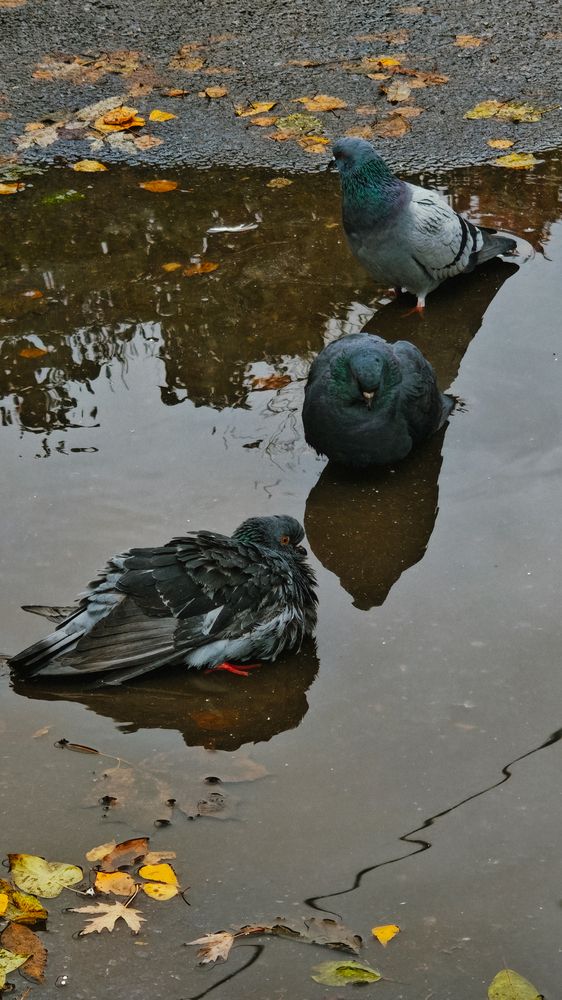 Водоплавающие