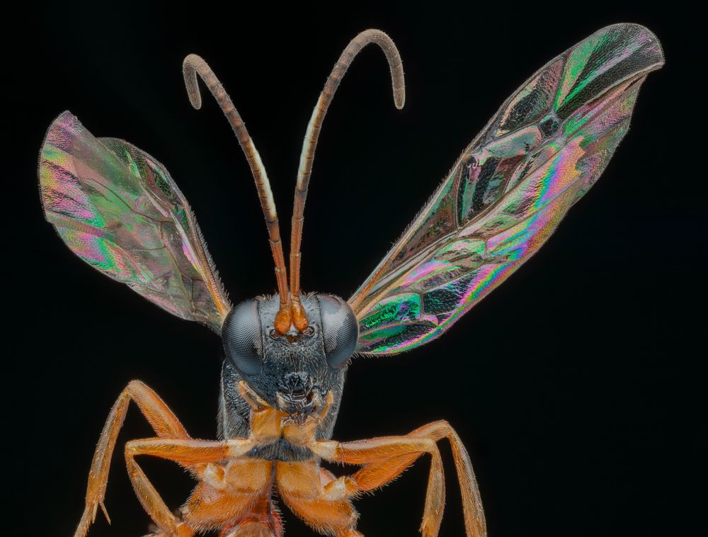 Ichneumonid Wasp