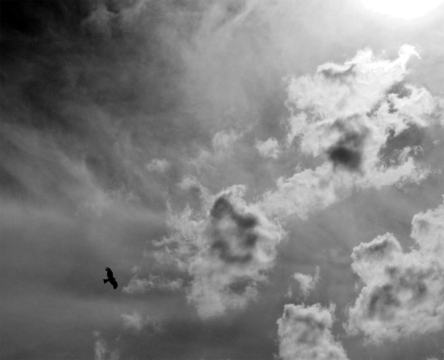 Photo #12968682