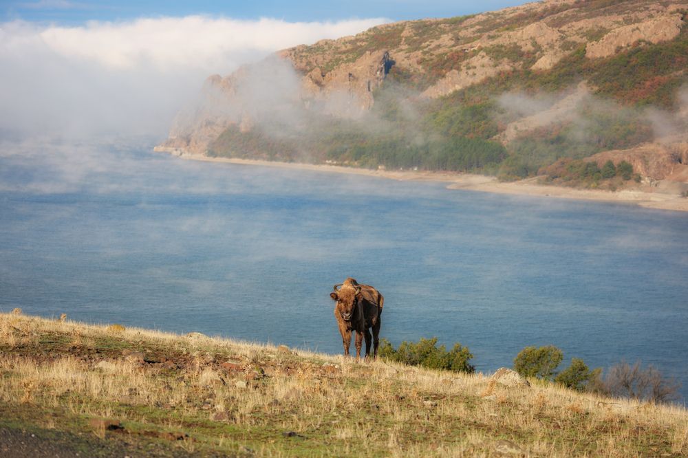 Eurasian Bison