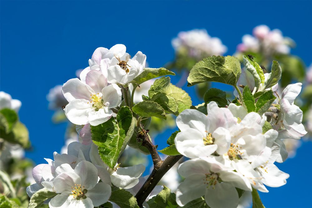 Цветение яблони