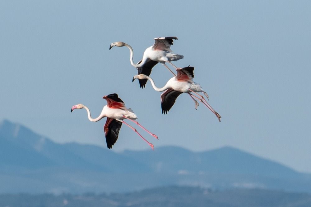 Trío de flamencos