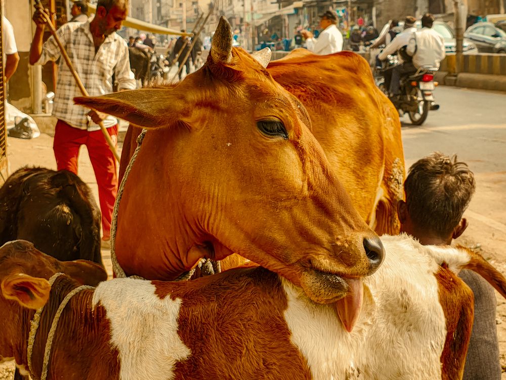 Photograph by Sanchit Rastogi