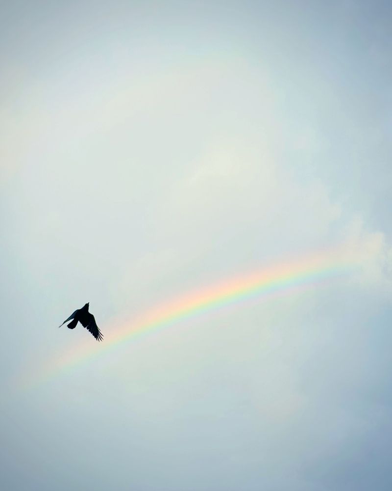 Wings of hope