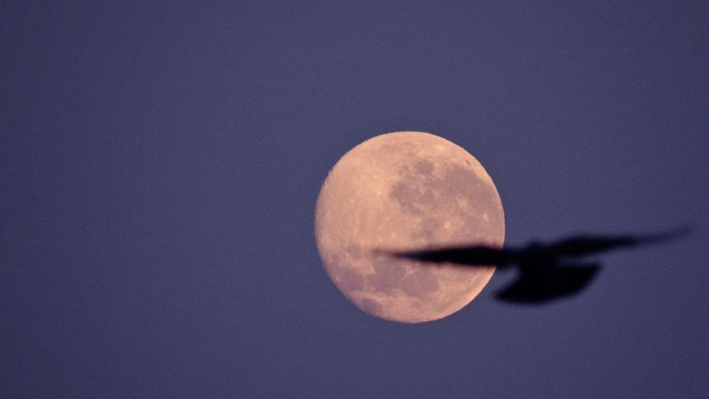 Pomba sobre a Lua