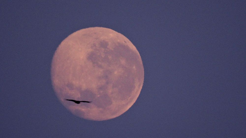 Abutre sobre a Lua