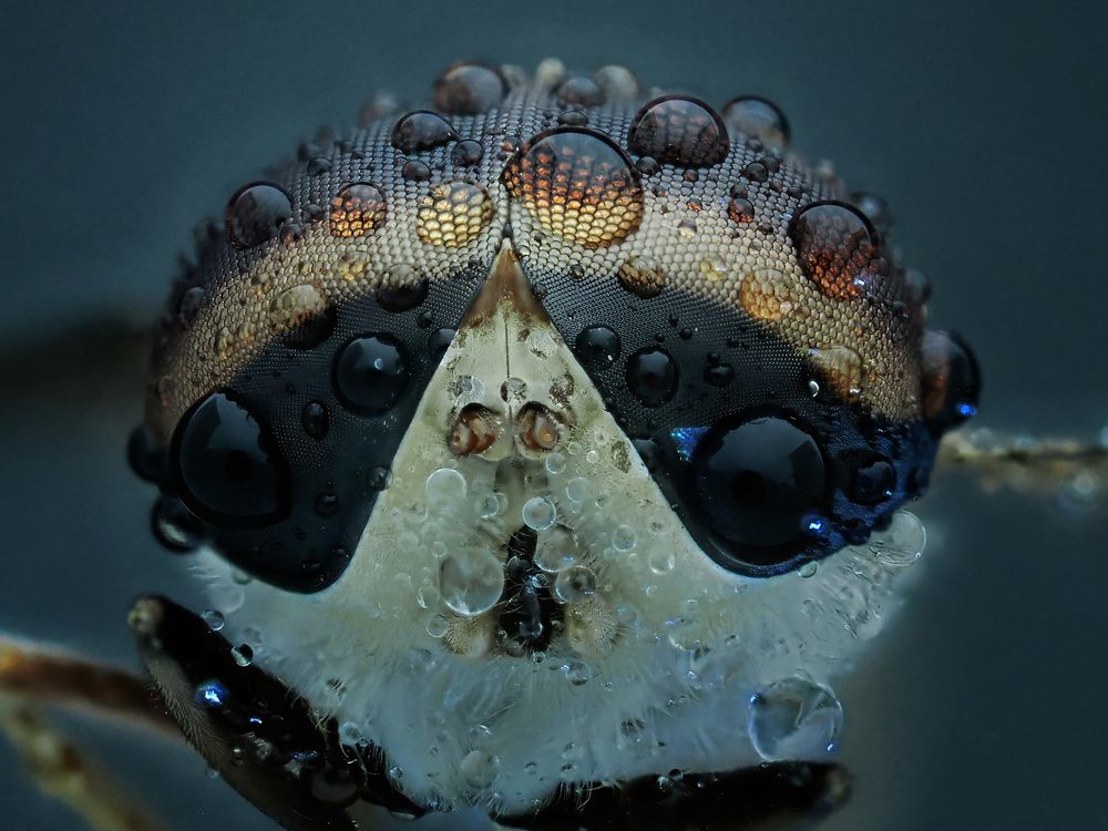 Фотография автора Dzulfikri Dzulfikri