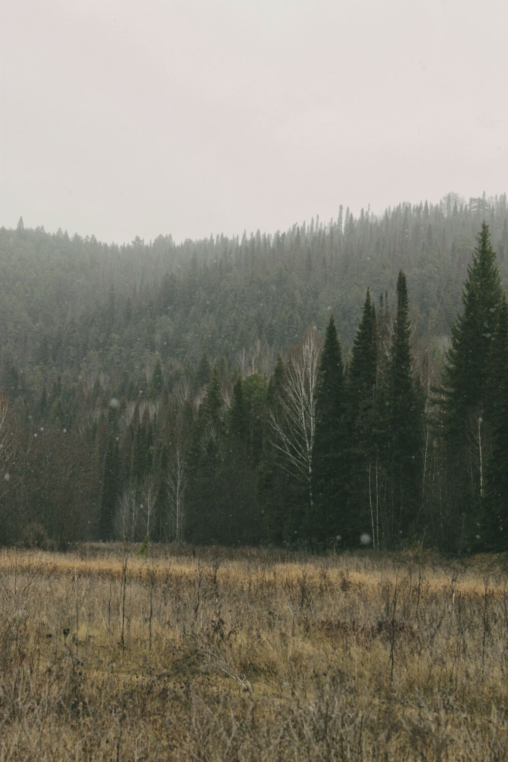 Photo #12969742