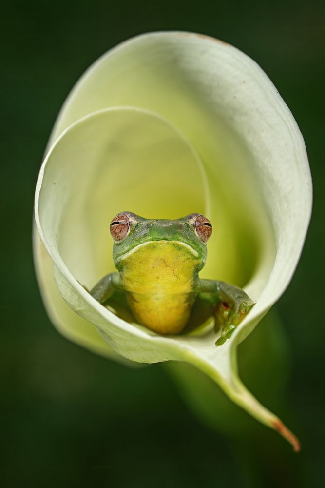 Ruling the garden