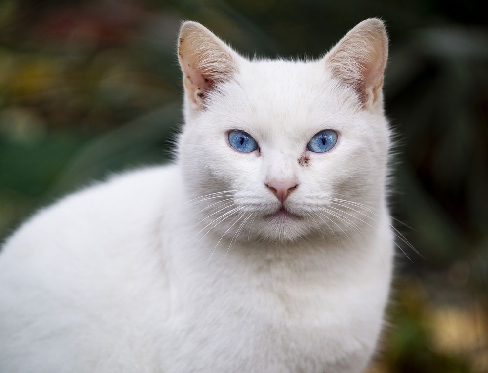 Photograph by Ilyin Evgeny