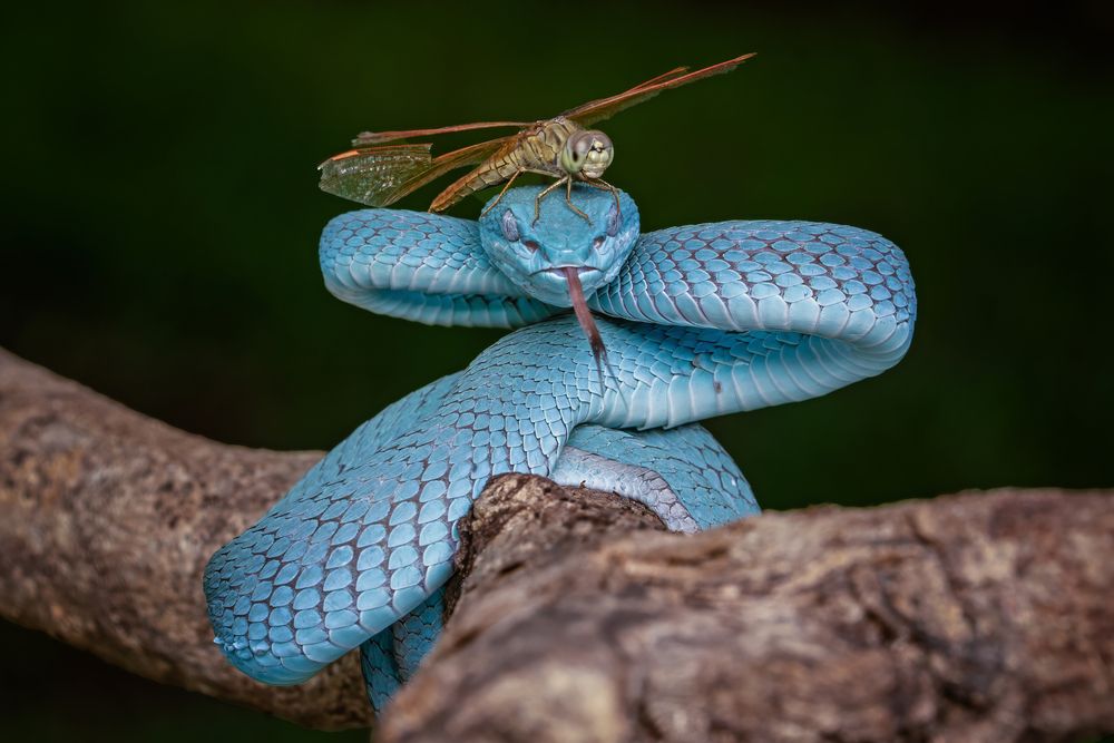 Фотография автора Dzulfikri Dzulfikri