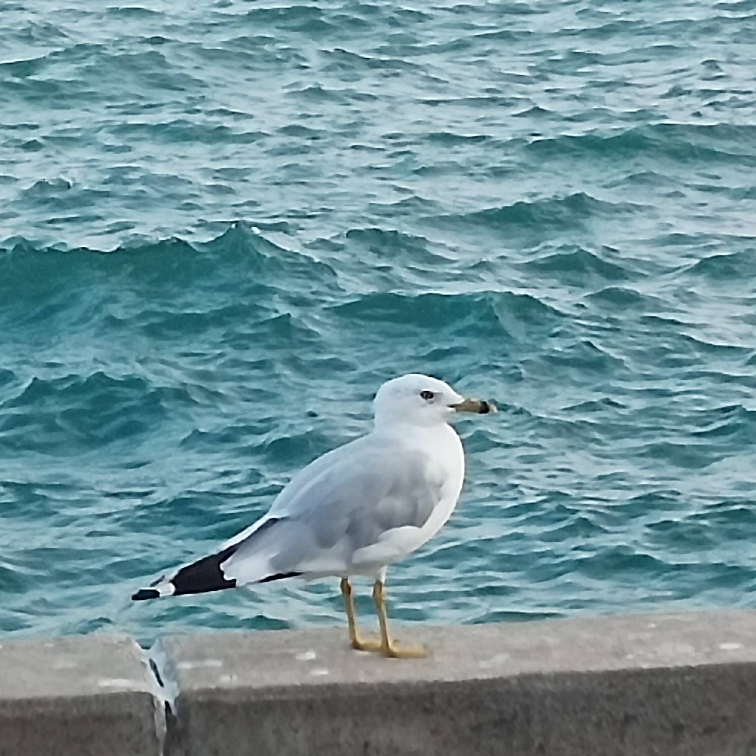 Sea gull taking a brief rest.