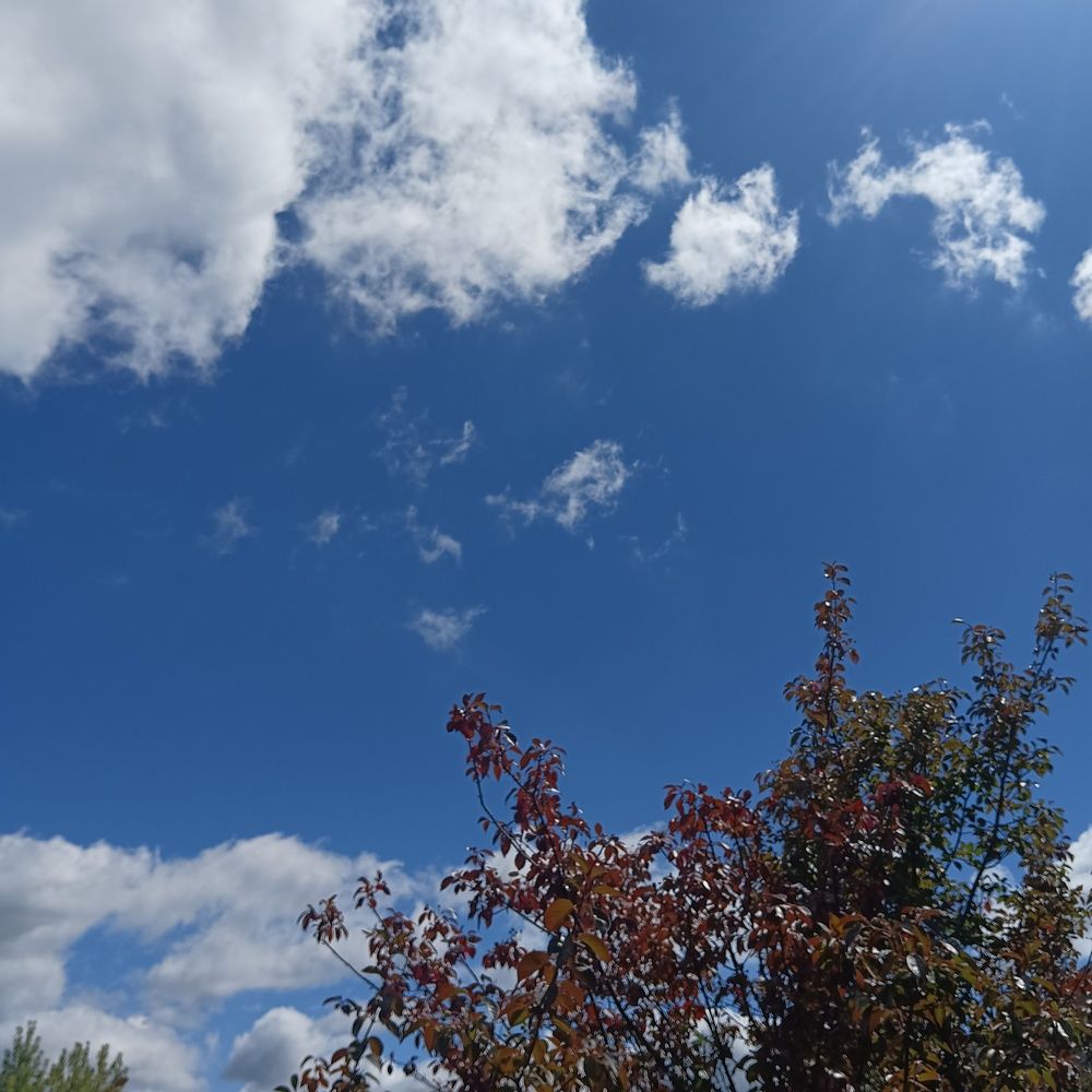 Photo #12970186