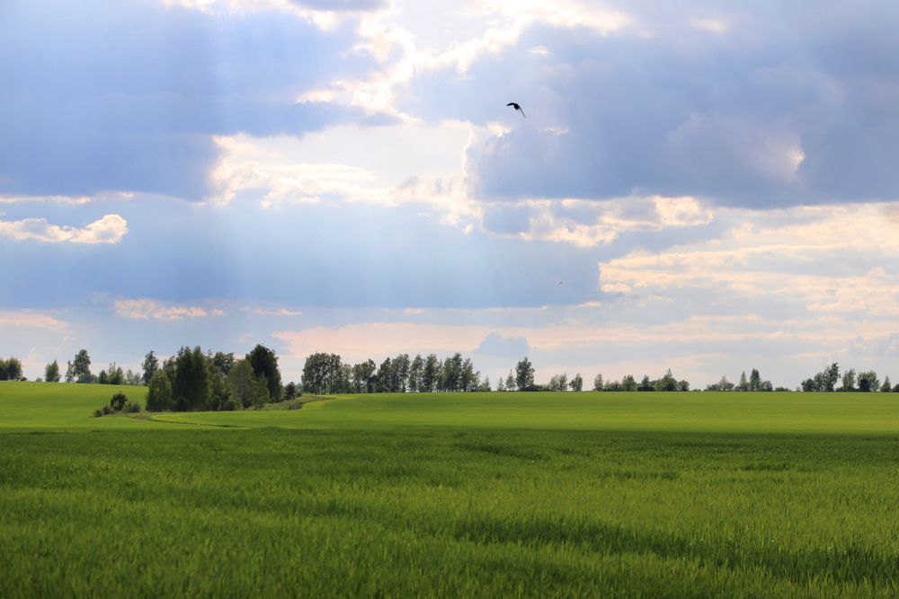 Летний день