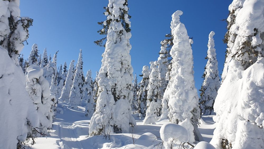 Фотография автора Svetlana