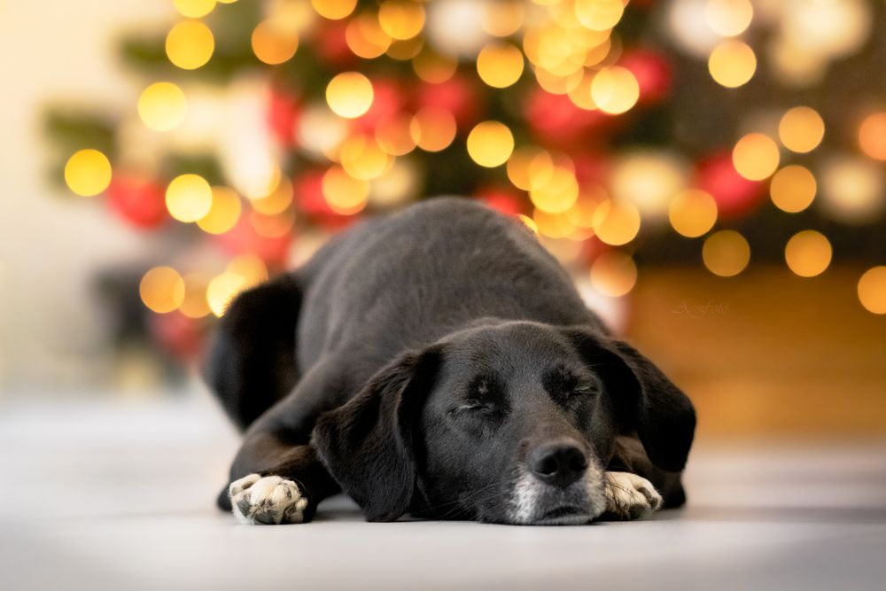 Фотография автора Andrea Forejtová