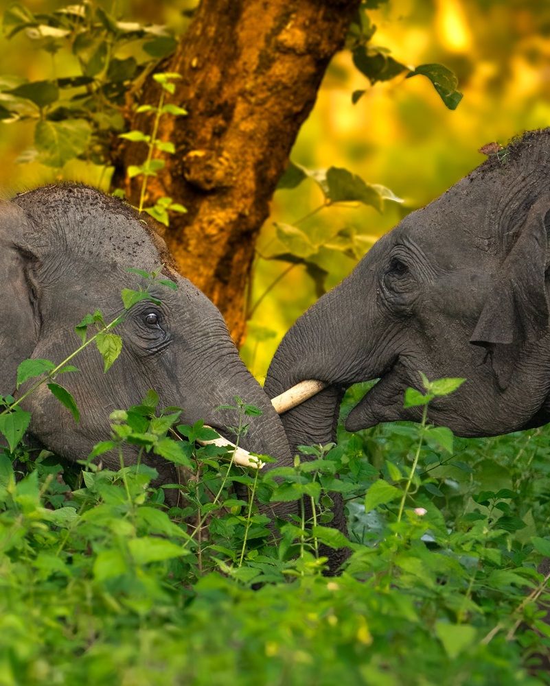 Photograph by Shyaam Maniraj