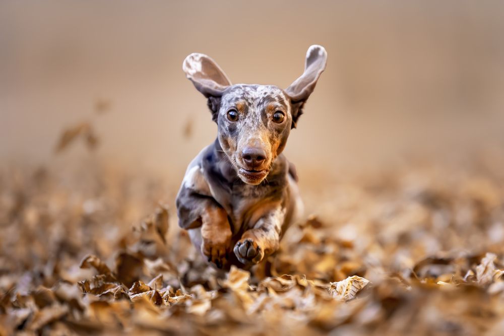 Фотография автора Alessandro Grandoni