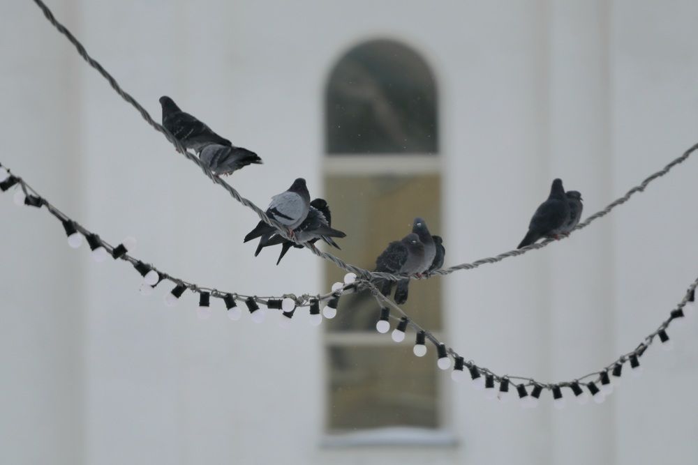 Photograph by Лариса Ким