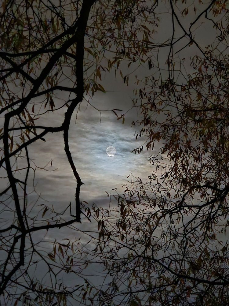 Фотография автора Elena Polonetskaya