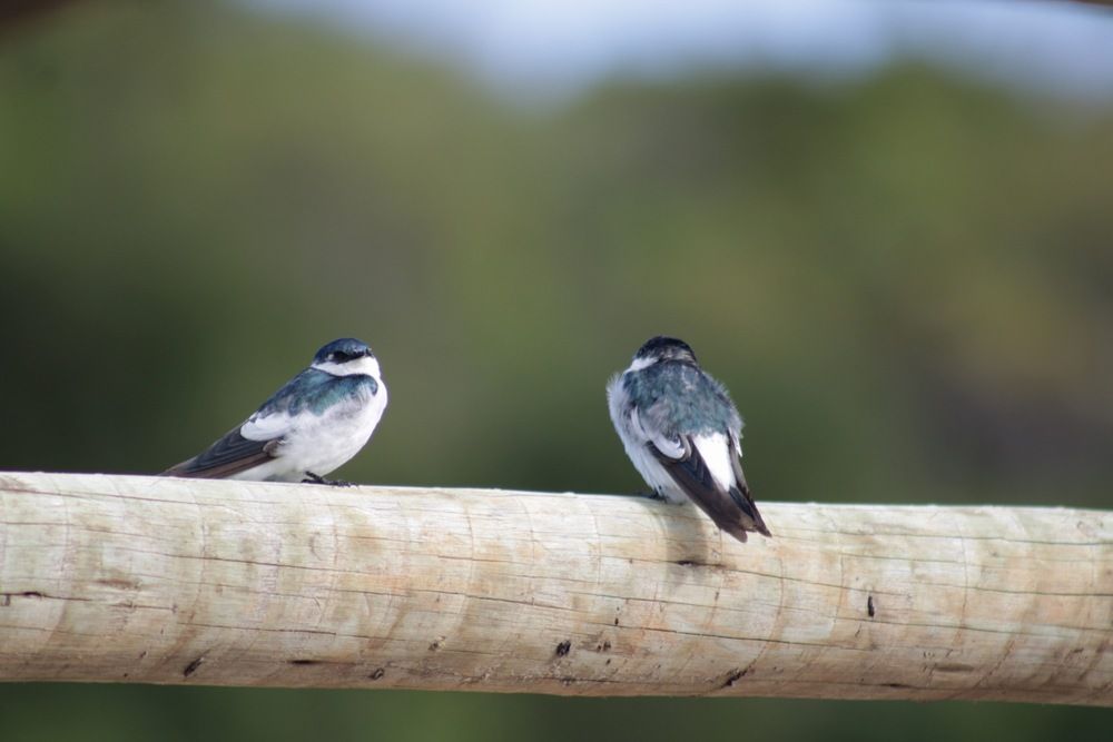 Photograph by Alexandre Pimentel