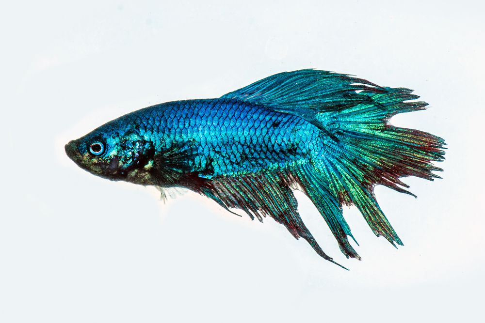 Фотография автора NeCoTi ChonTin