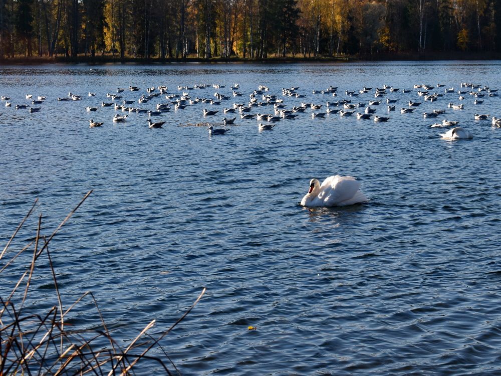 Осенняя Гатчина
