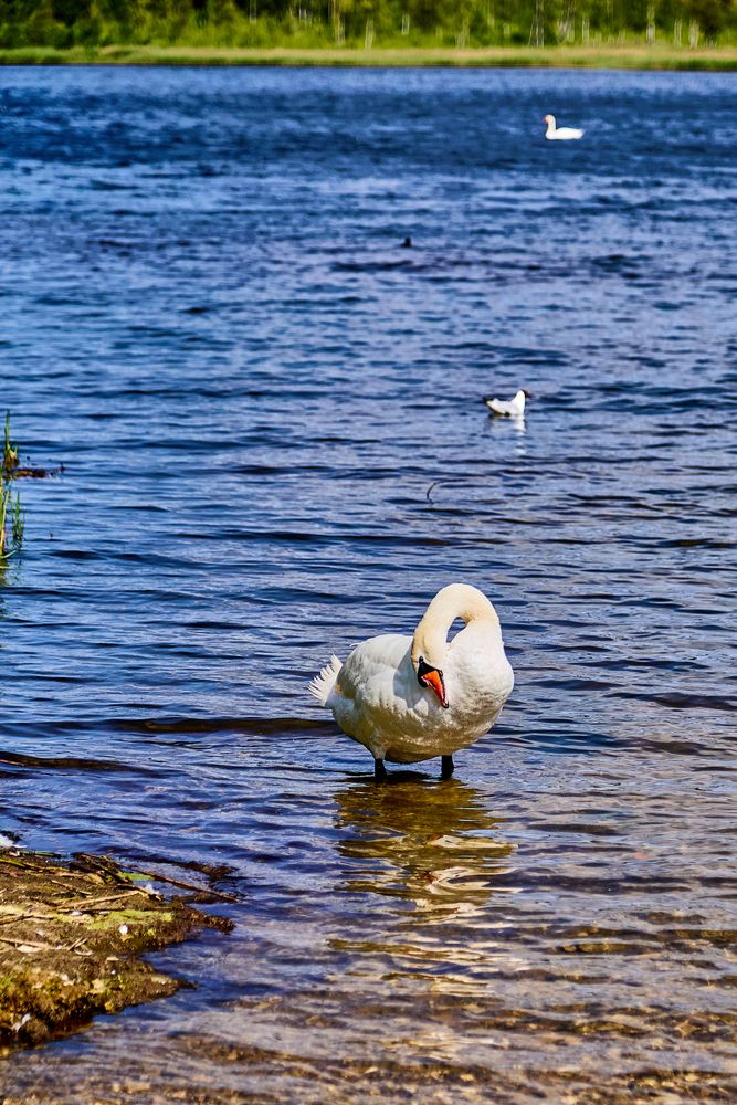 Photograph by Татьяна Глухова