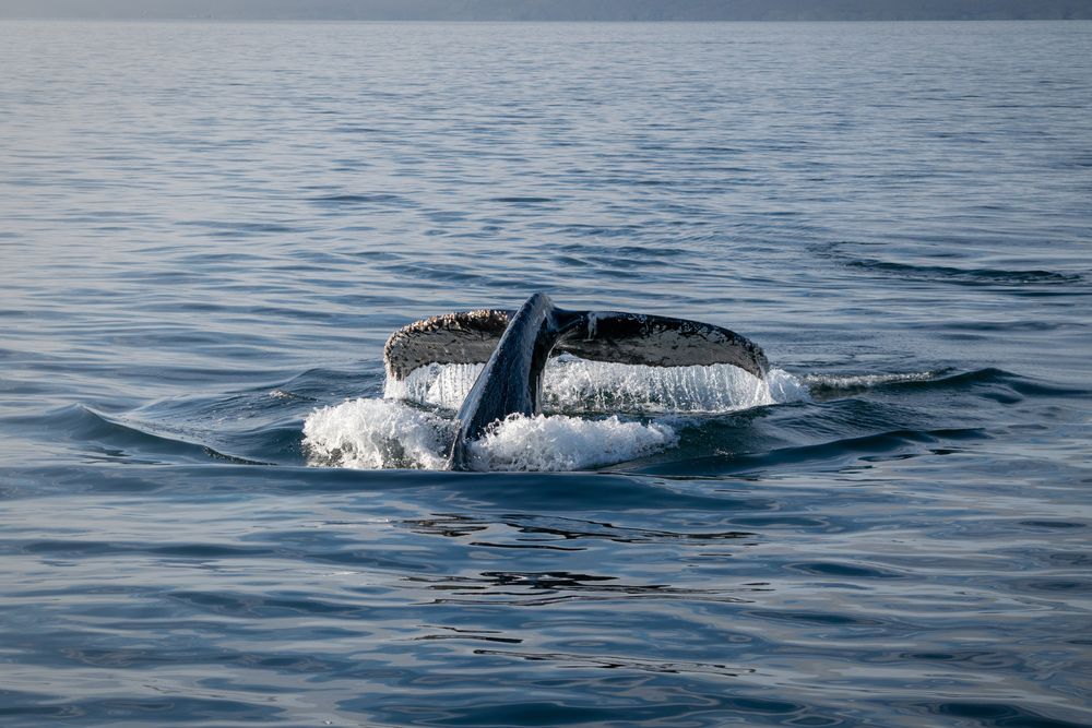 Humpback whale