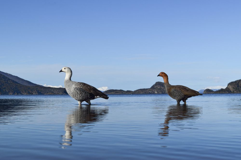 Pair of Upland geese
