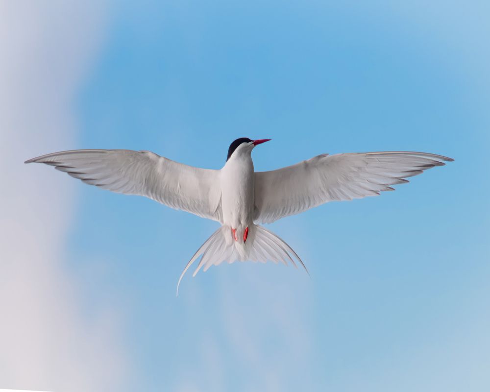 Feather dance: South American Tern