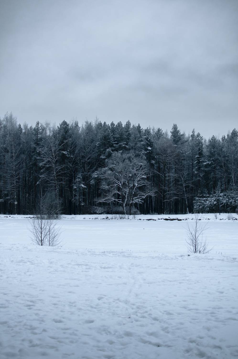 Фотография #12972651