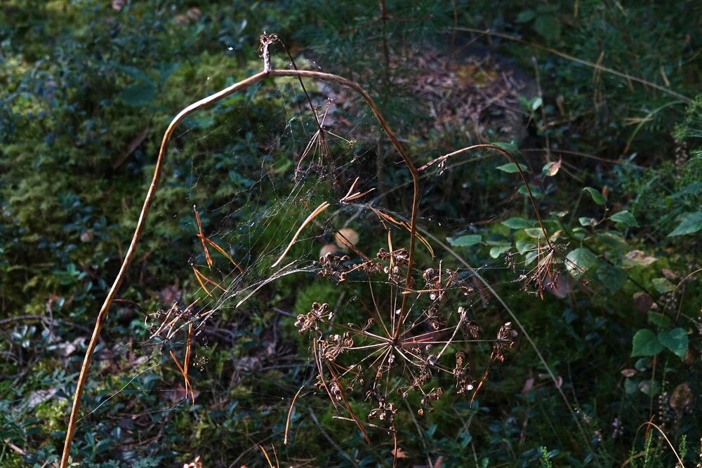 Photograph by jelena konickaja