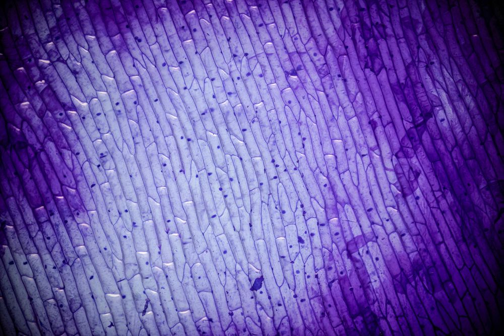 Photograph by Sebastián Bedoy