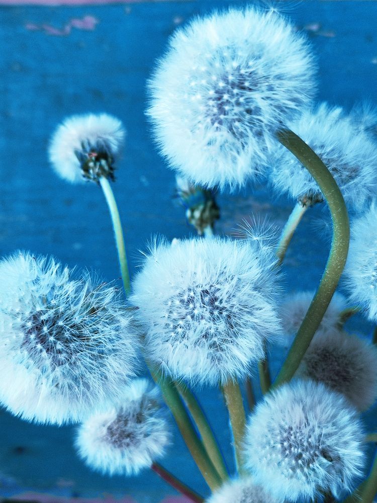 Photograph by Galina Novichkova