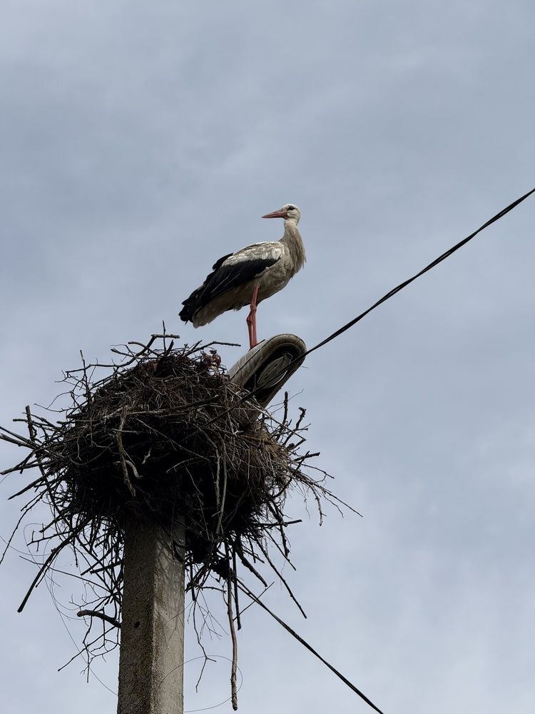 Фотография автора Юлия Денисенко