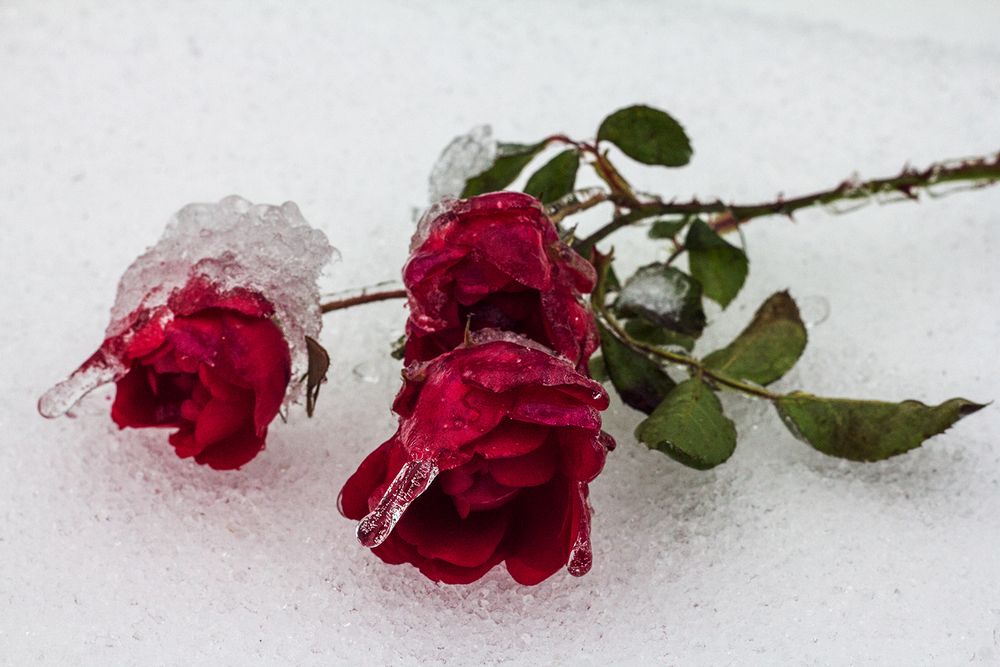 Фотография автора Борис Журавлёв