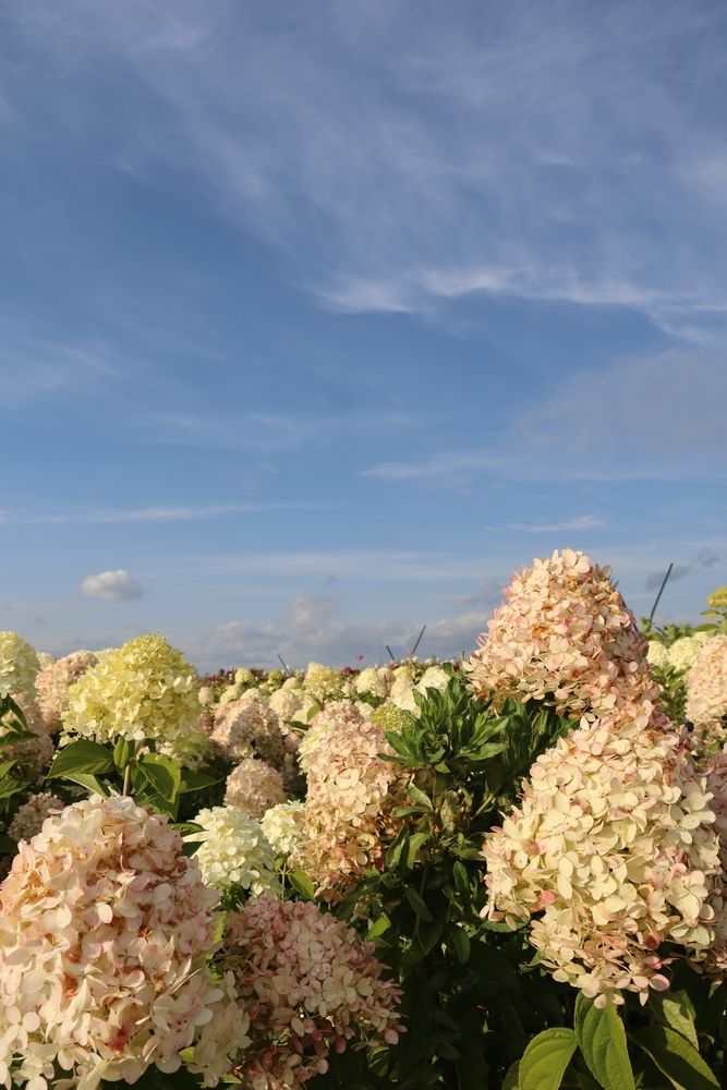 В каждом цветке...