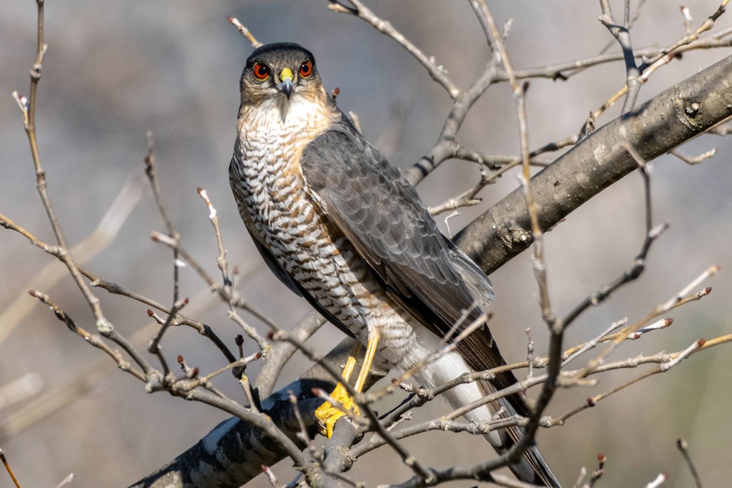 Фотография #12973531