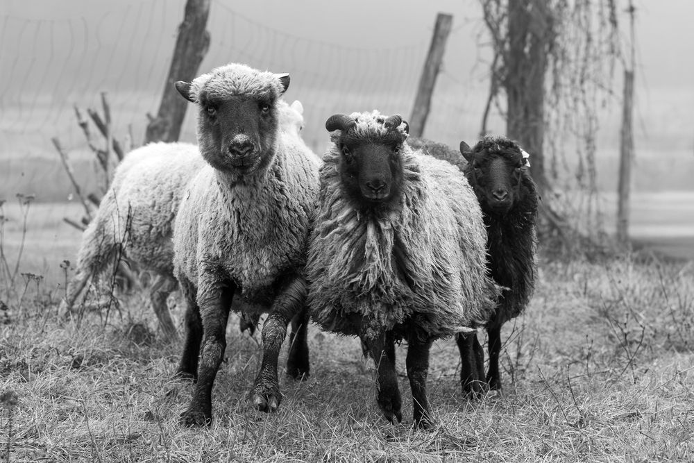 friendsheep