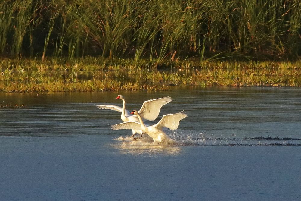 Photograph by Елена