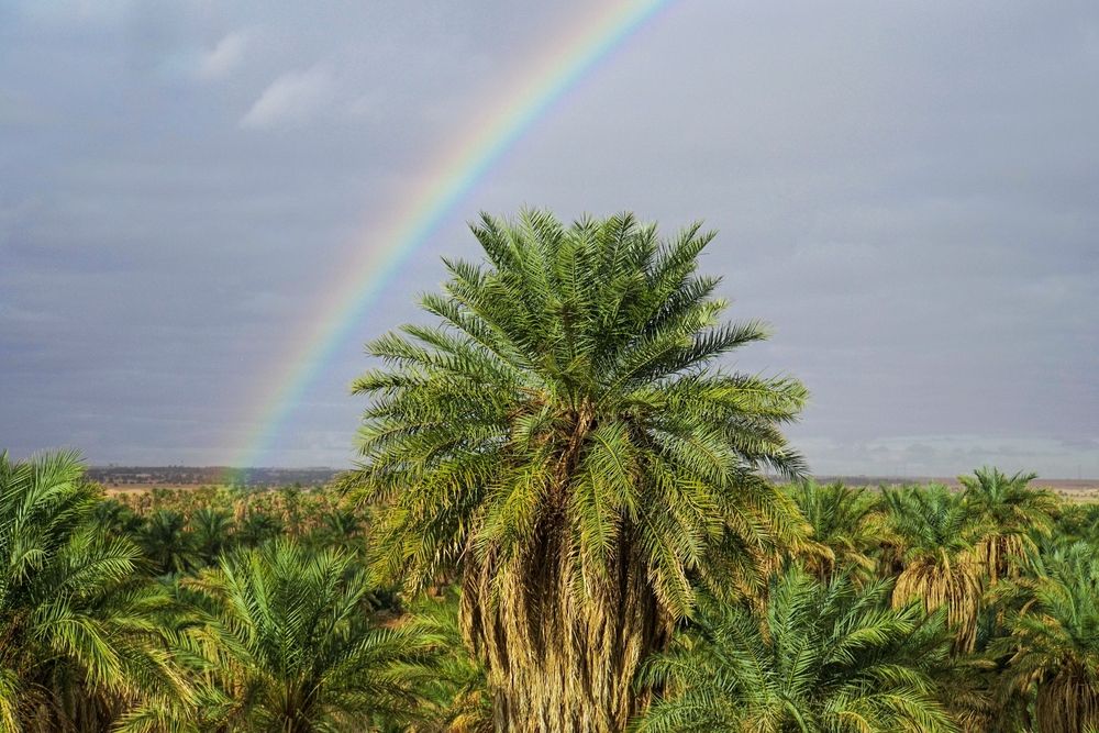 حين يبتسم الأمل في وسط الصحراء